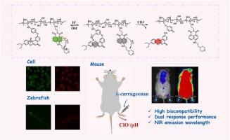 Construction of a cellulose-based dual-responsive fluorescent probe for simultaneous pH and HClO detection and imaging in arthritic mice