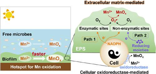 Aquatic Biofilm as a Hotspot for Manganese Oxidation Enabled by Microbial Extracellular Matrix-Mediated Dual-Pathway Electron Transfer