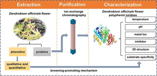 Polyphenol Oxidase from Dendrobium officinale Flowers: Characterization and Browning-Promoting Mechanism