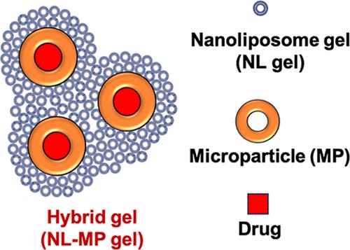 Injectable Microparticle-Nanoliposome Hydrogel for Extended Release of Small Hydrophilic Molecules