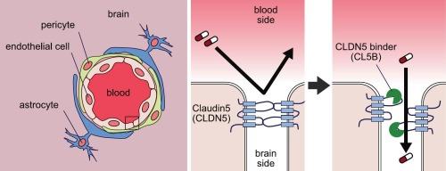 Claudin 5-binding small molecule transiently opens the blood-brain barrier and safely enhances brain drug delivery