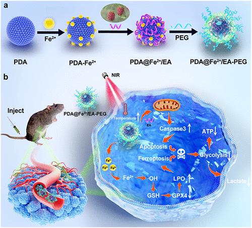 Polydopamine@Iron/Ellagic Acid Nanoparticles: Self-Reinforcing Ferroptosis–Apoptosis Synergy Disrupts Energy Metabolism for Melanoma Therapy