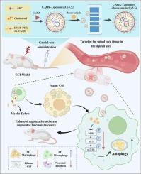 Engineered lesion-homing liposomes encapsulating Rosuvastatin enhance spinal cord injury repair by preventing the formation of foamy macrophages