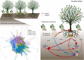 Suitable intercropping pattern effectively increases woody oil crop production by enriching soil nutrient-acquiring microbiota