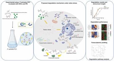 Integrated Enzymatic, Transcriptomic, and Metabolite Identification Insights into the Degradation of Diverse Endocrine-Disrupting Compounds by Pleurotus ostreatus GEMB-PO1