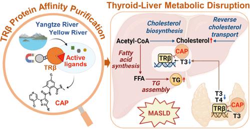 Discovery of the Insecticide Chlorantraniliprole as a Thyroid Hormone Receptor β Antagonist Reinforcing Thyroid-Liver Metabolic Disruption to Promote Metabolic Dysfunction-Associated Steatotic Liver Disease