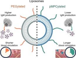 Polyphosphocholination of liposomic vehicles extends blood circulation, enhances cellular uptake, and lowers immunogenicity relative to PEGylation