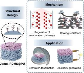 Hierarchical Janus sponge evaporator functionalized with liquid-like PDMS molecular brushes for efficient and sustainable solar evaporation and electricity generation