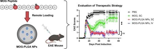 Remote loading of an autoantigen in PLGA nanoparticles for the treatment of multiple sclerosis