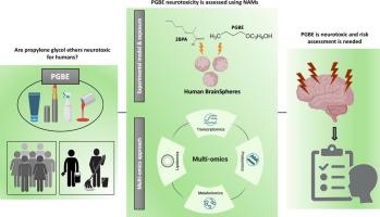 Neurotoxicity of propylene glycol butyl ether: Multiomic evidence from human brainspheres