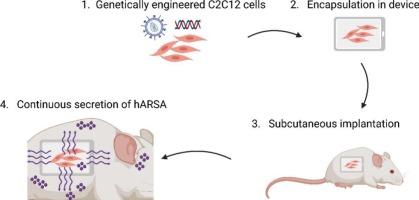 Encapsulated cells as an enzyme replacement therapy for metachromatic leukodystrophy