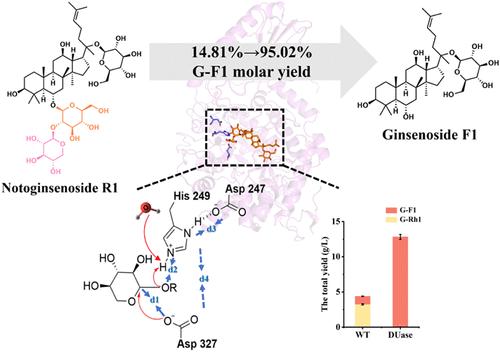 Structure-Guided Engineering of a Multifunctional Glycosidase for Exclusive High-Yield Production of Ginsenoside F1 from Panax Notoginseng