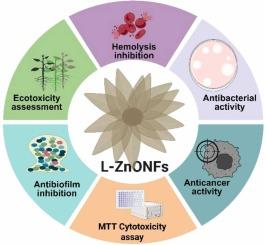 Lignin produced nano zinc oxide flower particles and their antimicrobial, antibiofilm, invitro anticancer activity and toxicity on seed germination