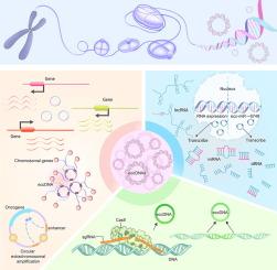 Beyond chromosomes: exploring the diverse functions of extrachromosomal circular DNA