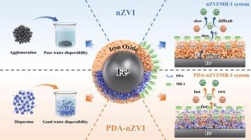 Polydopamine as electron shuttle and dispersant: Unlocking nZVI reactivity coupled with Shewanella oneidensis MR-1 for efficient Cr(VI) removal