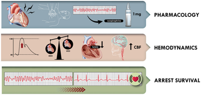The effects of norepinephrine in shockable cardiac arrest, a scoping review.