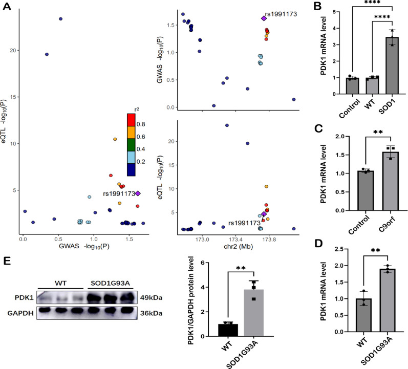 Integrated molecular data analysis confirms PDK1 as a candidate risk factor in ALS pathophysiology.