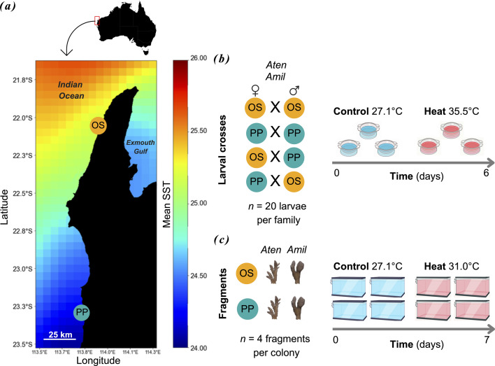 Selective breeding enhances coral heat tolerance even over small spatial scales.