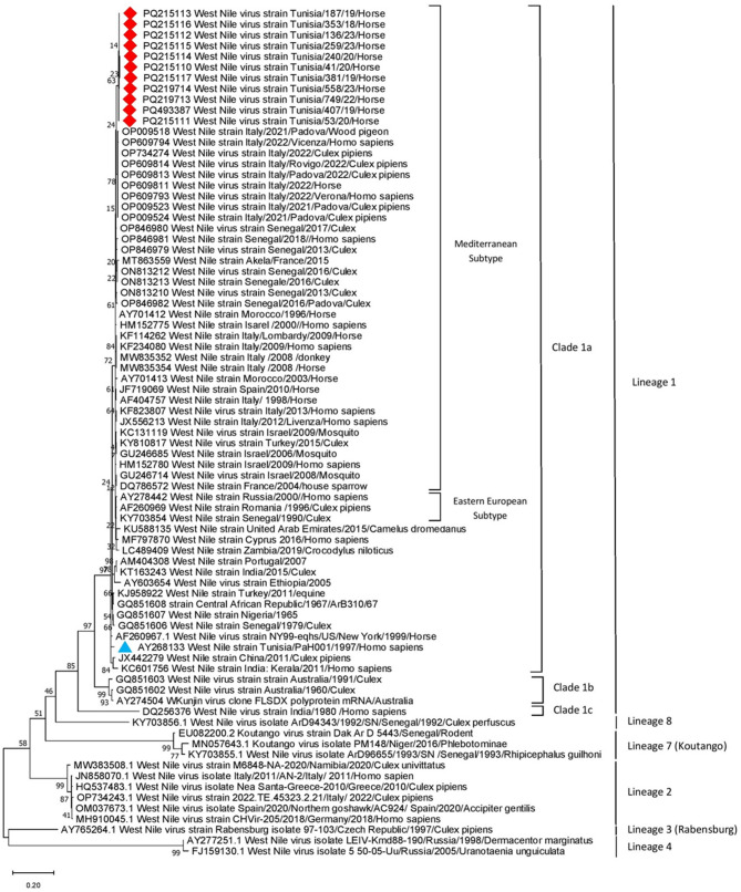 First report of West Nile virus infections in horses in Tunisia from 2018 to 2023.