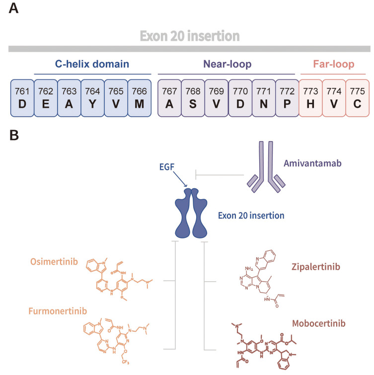 Case Report: A Rare EGFR 20 Insertion Variant, P772_H773insGNP Mediates Resistance to Sunvozertinib but Is Sensitive to Furmonertinib.