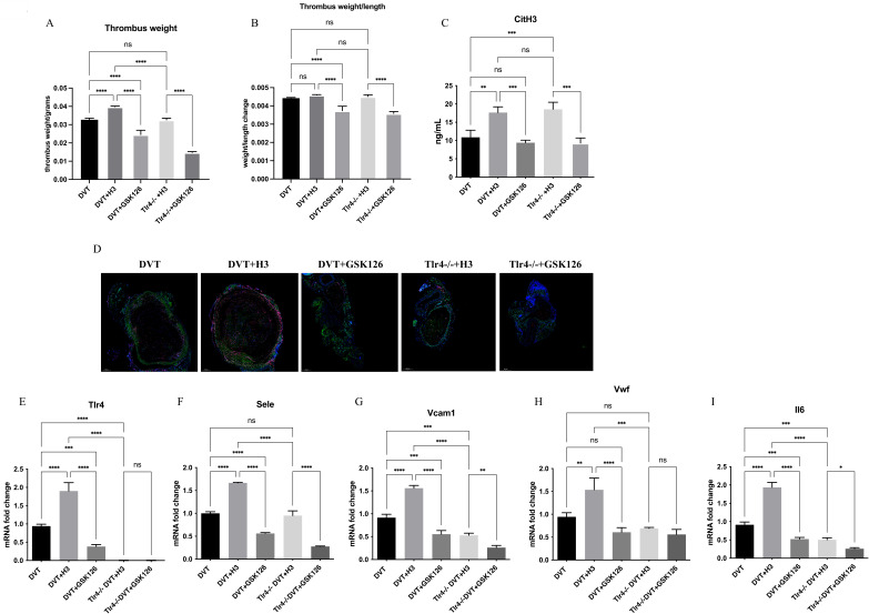 The EZH2 Inhibitor GSK126 Alleviates Thromboinflammation in Deep Vein Thrombosis by Suppressing TLR4 Signaling via H3K27me3 Modulation.