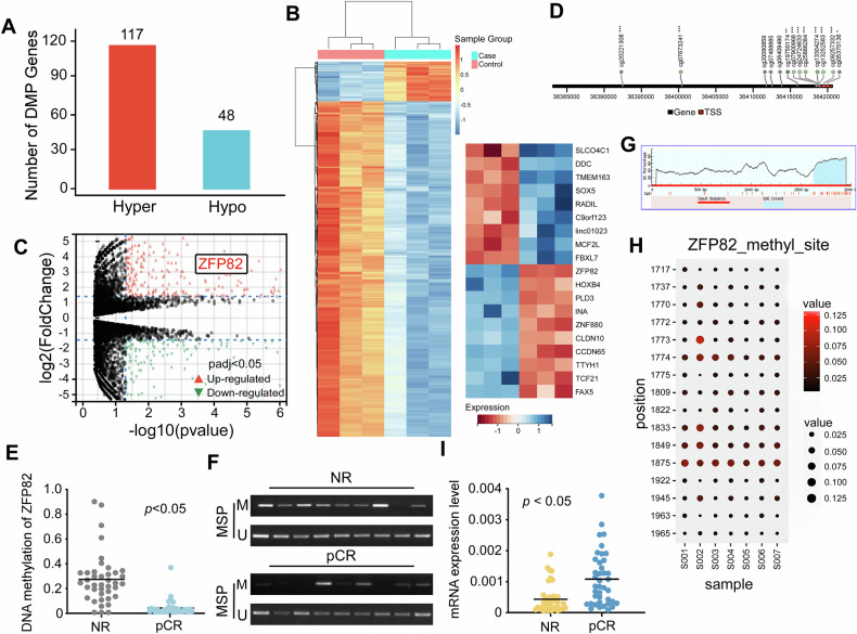 Zinc Finger Protein 82 regulates p53 protein stability through histone deacetylase and enhances neo-adjuvant chemotherapy in esophageal cancer.