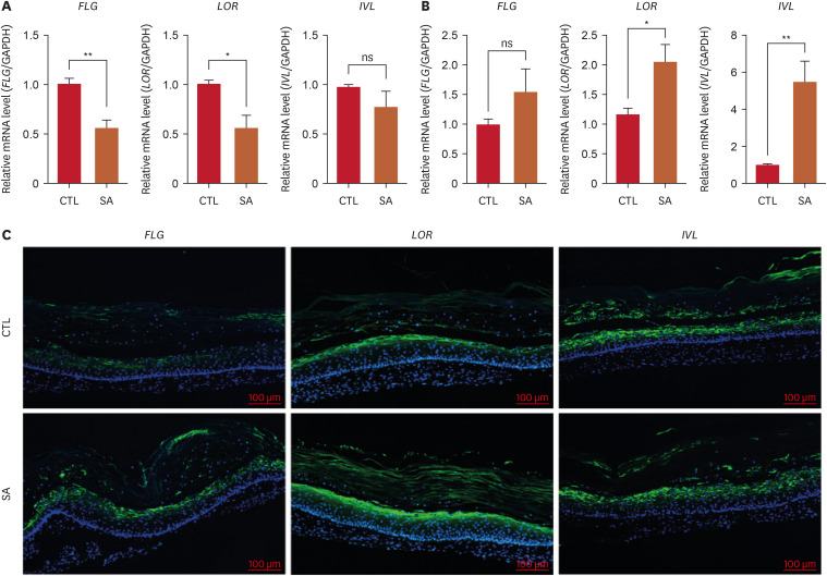 Differential Modulation of Skin Barrier Proteins and Lipid Synthesis by <i>Staphylococcus aureus</i>, <i>Staphylococcus hominis</i>, and <i>Cutibacterium acnes</i>.