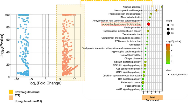 Overexpression of CCK Neuropeptide in brain is linked to ZBTB20 mutations: potential diagnostic relevance in glioblastoma.