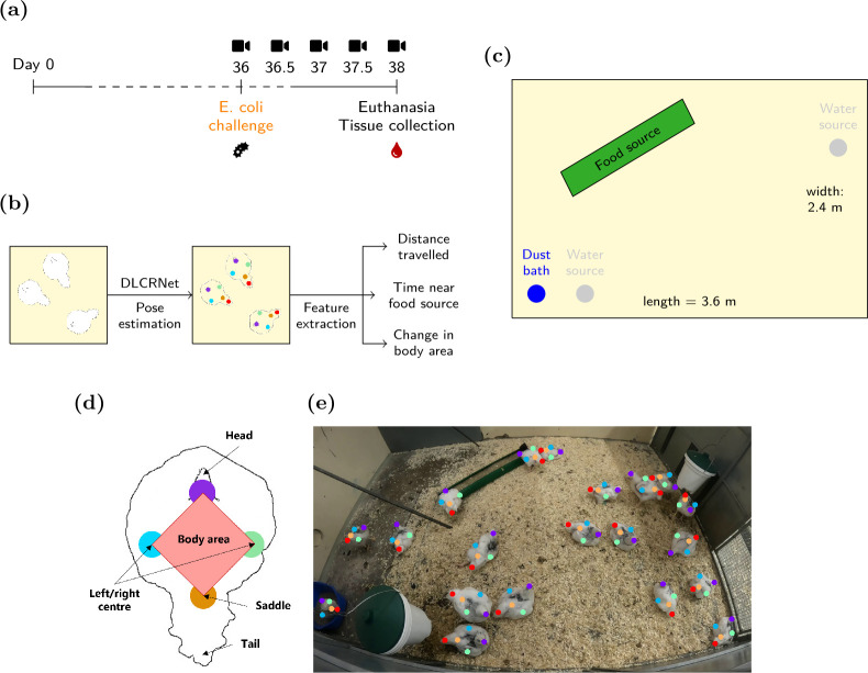 Deep learning from videography as a tool for measuring <i>E. coli</i> infection in poultry.