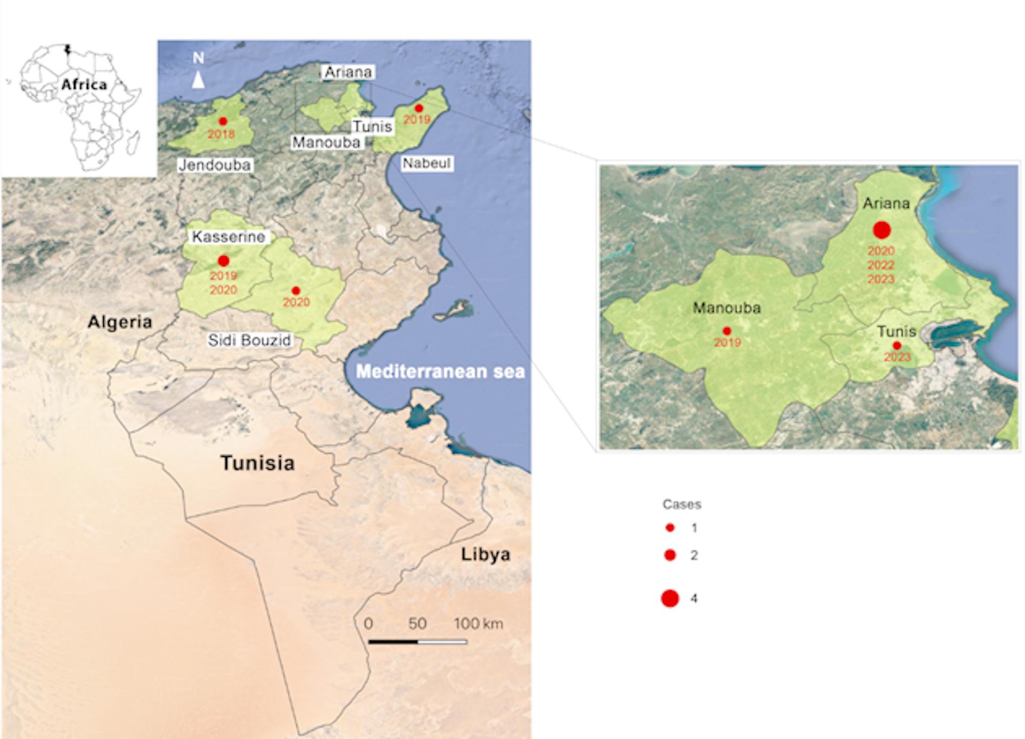 First report of West Nile virus infections in horses in Tunisia from 2018 to 2023.