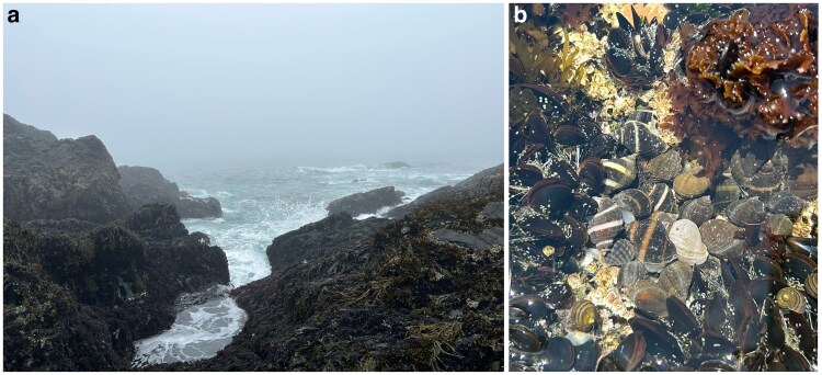 Annotated genome of the Atlantic dog whelk, Nucella lapillus.