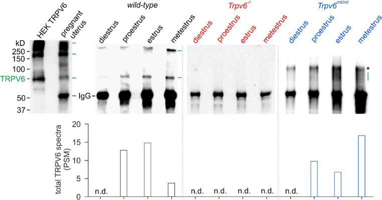 TRPV6 channel function is involved in endometrial epithelial cell Ca<sup>2+</sup> signaling and female mouse fecundity.