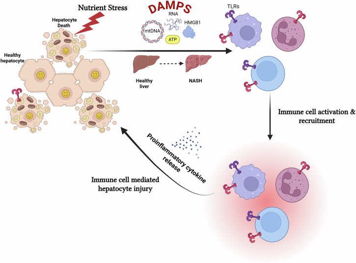 Sterile inflammation in MASH: emerging role of extracellular RNA and therapeutic strategies.