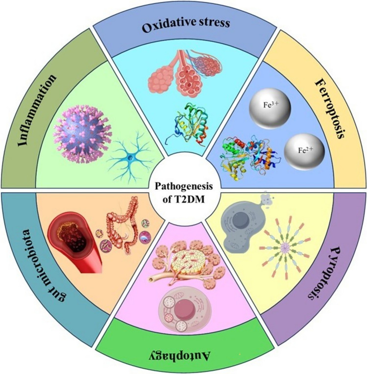 Therapeutic potential of traditional Chinese medicine and mechanisms for the treatment of type 2 diabetes mellitus.