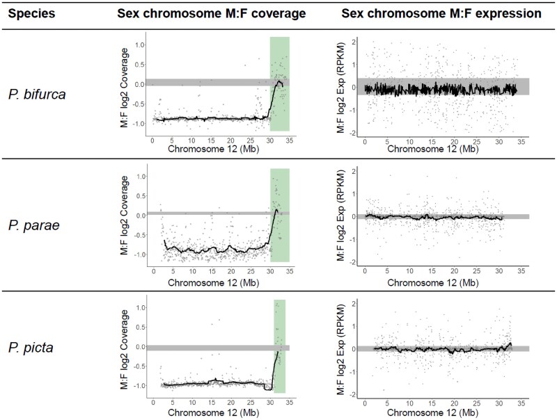 Genome report: Genome of the Amazon guppy (Poecilia bifurca) reveals conservation of sex chromosomes and dosage compensation.