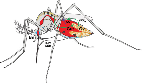 Insulin-like peptides activate egg formation in the Asian malaria mosquito Anopheles stephensi.