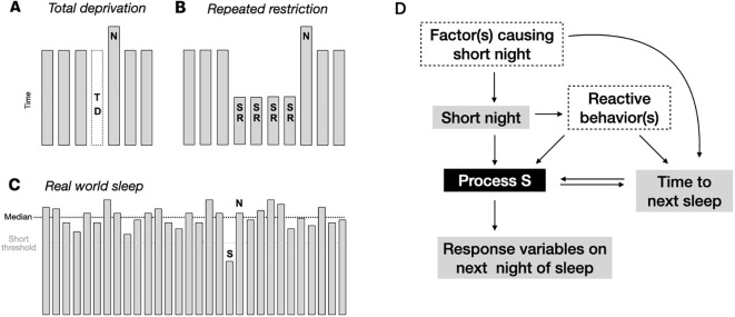 Deep sleep homeostatic response to naturalistic sleep loss.