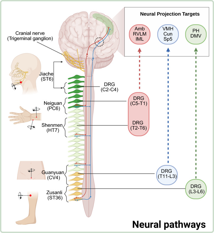 Skin-Brain Axis: neural pathways in acupuncture treatment.