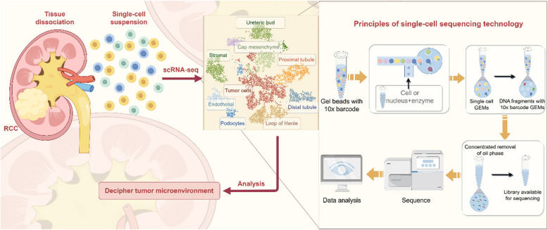 Single-cell sequencing technology in renal cancer: insights into tumor biology and clinical application.