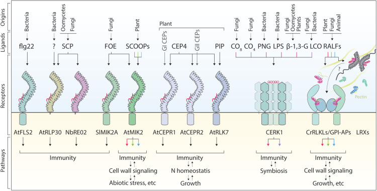 Promiscuity and specificity in ligand sensing by plant cell surface receptors.
