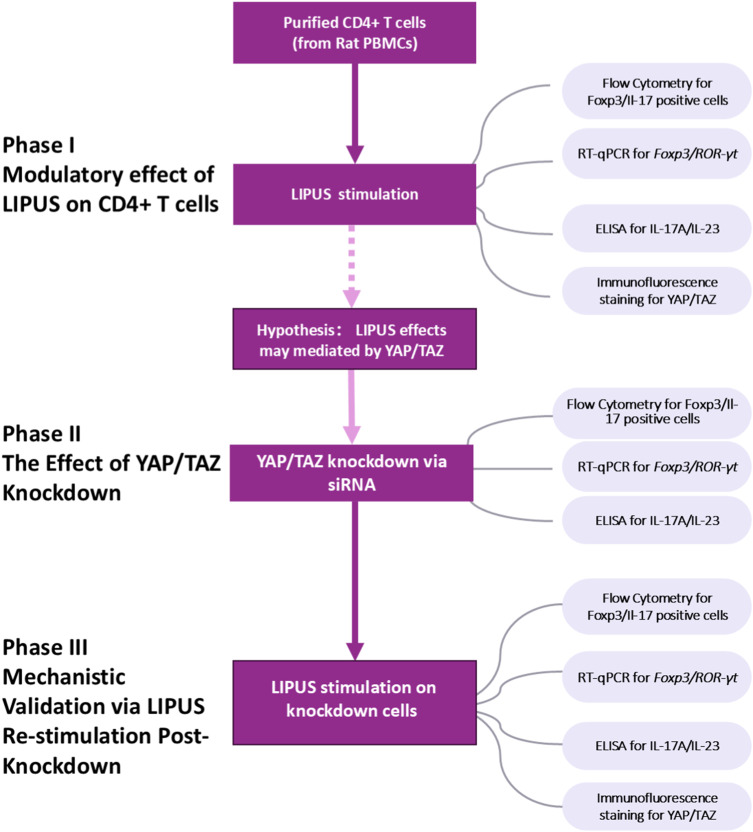Low-Intensity Pulsed Ultrasound Promotes a Treg-Like Phenotype and Suppresses a Th17-Like Phenotype in CD4<sup>+</sup> T Cells via YAP/TAZ Activation in vitro.