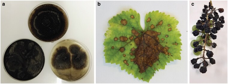 Genomic insights into the virulence repertoire and hemibiotrophic lifestyle of the grapevine black rot pathogen Phyllosticta ampelicida.