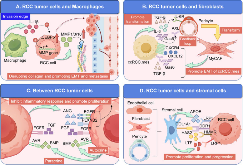 Single-cell sequencing technology in renal cancer: insights into tumor biology and clinical application.