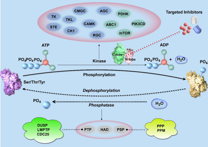 Post-translational modifications in anaplastic thyroid carcinoma: biological mechanisms and therapeutic potential.