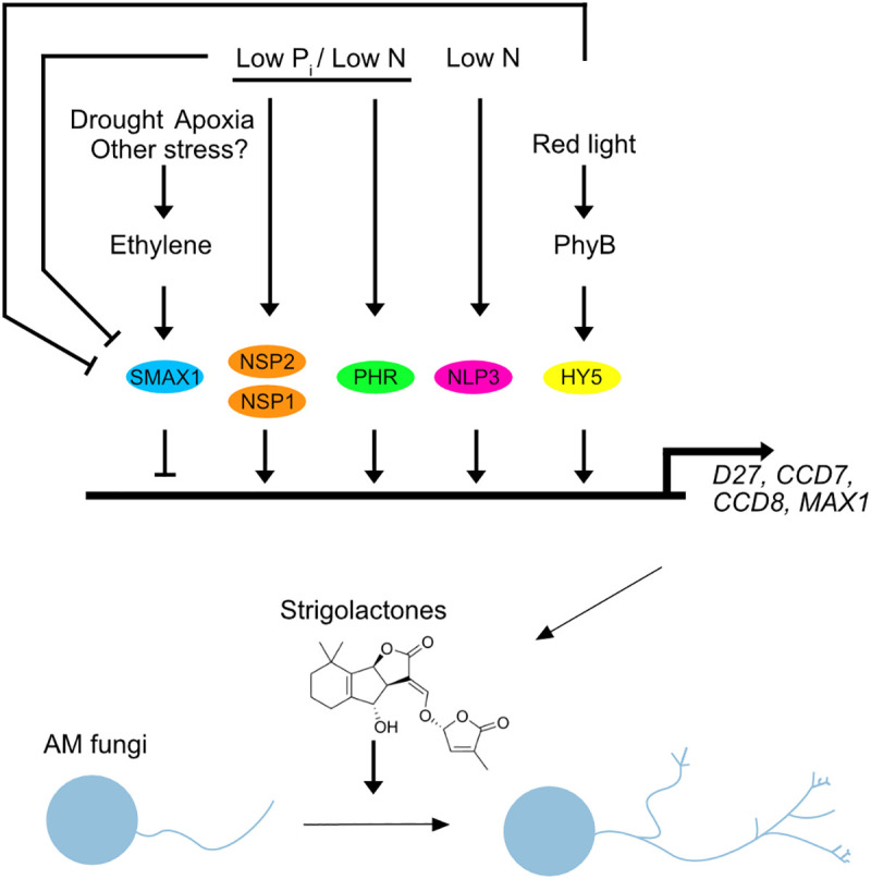 Regulation of arbuscular mycorrhiza development by environmental stimuli: Many roads lead to strigolactones.