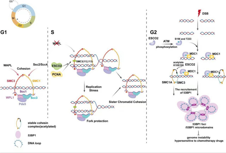 The expression of establishment of cohesion 1 homolog 2 (ESCO2) in tumor cells and its research progress as a therapeutic target.