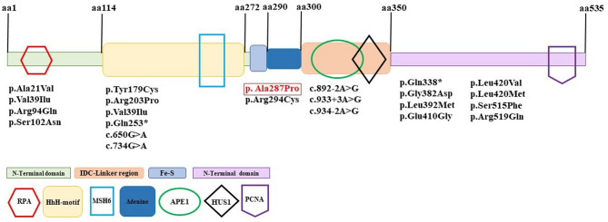Mono-allelic MUTYH mutation as the likely inherited etiology of hereditary breast cancer in a patient from a multi-cancer family- report of a family and literature review.