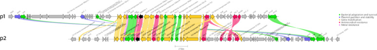 NDM-1 plasmid clustering reflects clonal transmission of Klebsiella pneumoniae ST147 in four hospitals in Berlin, Germany.