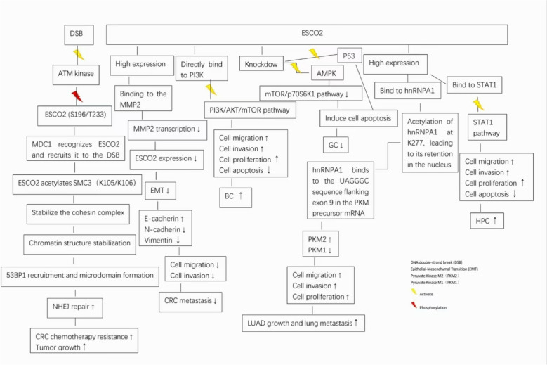 The expression of establishment of cohesion 1 homolog 2 (ESCO2) in tumor cells and its research progress as a therapeutic target.