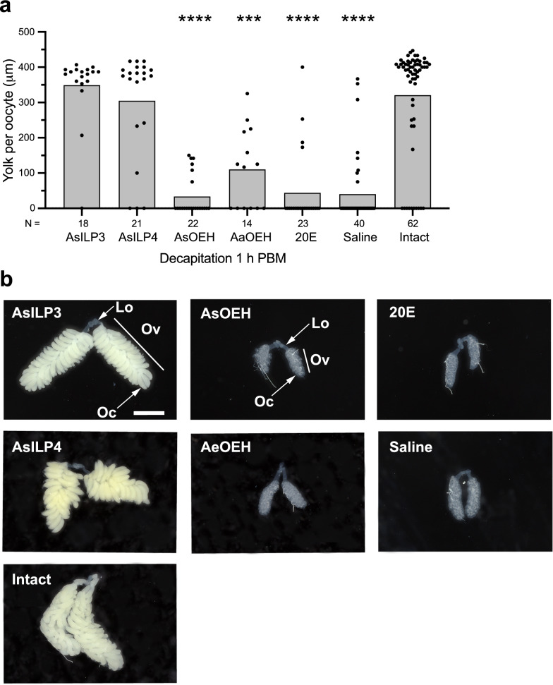 Insulin-like peptides activate egg formation in the Asian malaria mosquito Anopheles stephensi.
